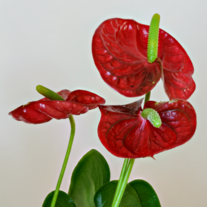 ANTHURIUM