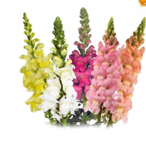 ANTIRRINIUM (BOCA DE LOBO)