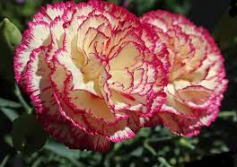 CRAVO (CORES VARIADAS)