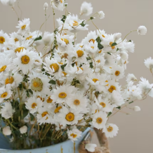 CRISÂNTEMOS OU MARGARIDAS (CORES VARIADAS)