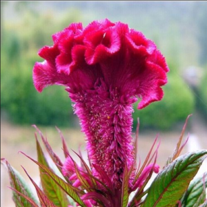 CELOSIA / RABO DE GALO