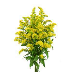 SOLIDAGO