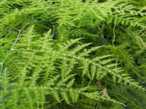ASPARAGUS FERN